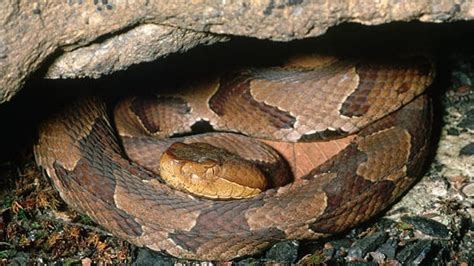 Tennessee agency reminds residents to stay aware during baby copperhead ...