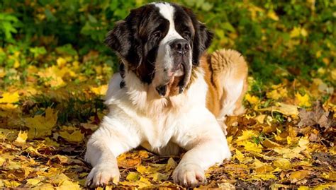 St. Bernard Lifespan | How Long Do Saint Bernards Live