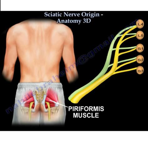 Sciatic Nerve Origin- Anatomy — OrthopaedicPrinciples.com