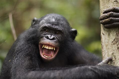 Do animals laugh? - Discover Wildlife