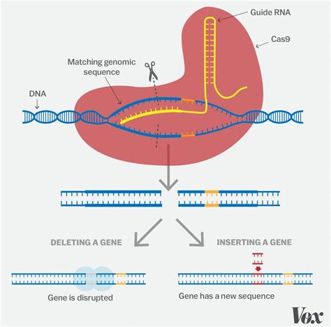 CRISPR gene-editing in Europe? Questions remain on regulations - Grain Central