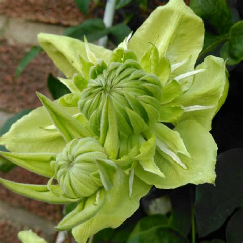 Clematis florida 'Alba plena', Clematis 'Alba plena' - uploaded by @Keely