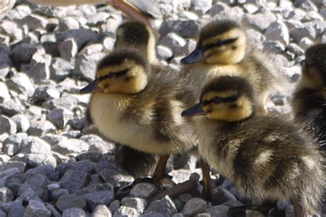 Mallard ducklings | A brood of mallard ducklings on the shor… | Flickr