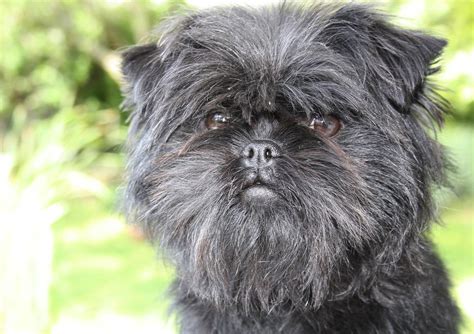 Affenpinscher Wallpapers HD Download