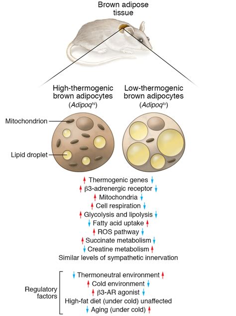 Two types of brown adipocytes in BAT. A population of brown adipocytes... | Download Scientific ...