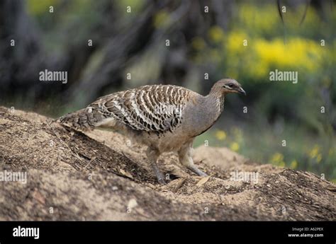 Malleefowl, Leipoa ocellata. Australia,at nest Stock Photo - Alamy