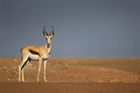 The Skeleton Coast wildlife location in Namibia, Africa | Wildlife Worldwide