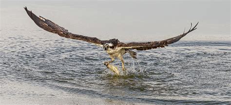 Osprey Catching A Fish #1 Photograph by Morris Finkelstein | Pixels