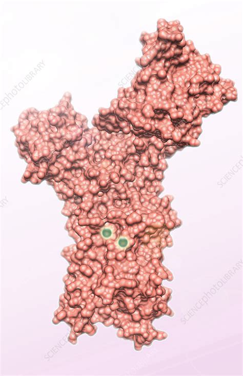 Calcium Pump - Stock Image - C017/6297 - Science Photo Library