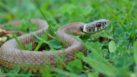 Why You Have Snakes in Your Yard, & How to Keep Bad Ones Out