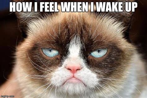 Grumpy Cat Not Amused Memes - Imgflip