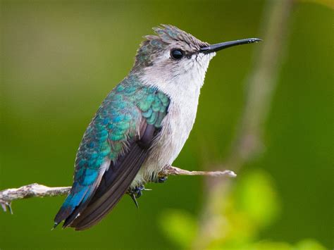 Female Bee Hummingbird