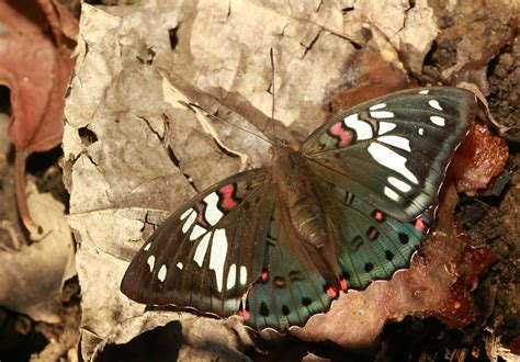 Butterflies of Vietnam: 210. Euthalia lubentina lubentina (The Common ...