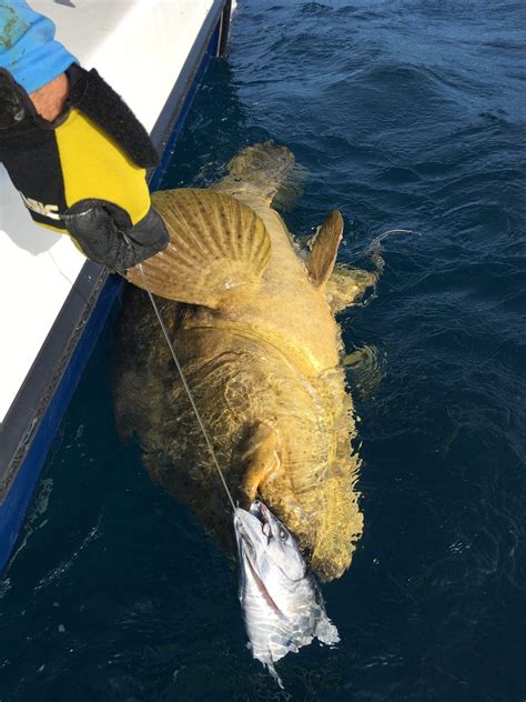 Goliath Grouper Fishing Charters Clearwater FL | FishEye Sportfishing