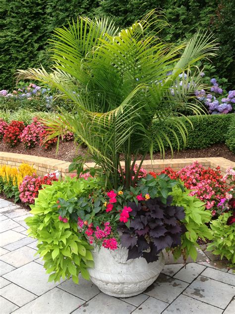 Pin by Rossen Landscape on Annual Rotation | Pool plants, Container gardening flowers, Plants