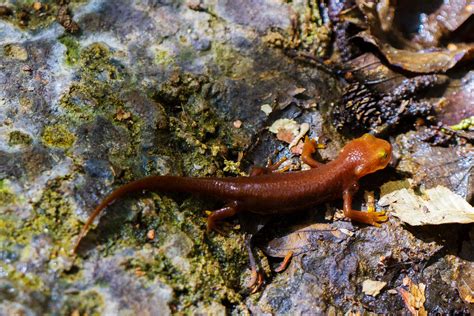 How Does a Newt Cross the Road? With Lots of Human Help | WIRED