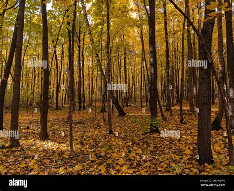 Colors of an autumn fall season in the wood Stock Photo - Alamy