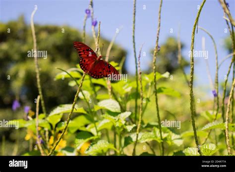 beautiful orange butterfly in the garden Stock Photo - Alamy