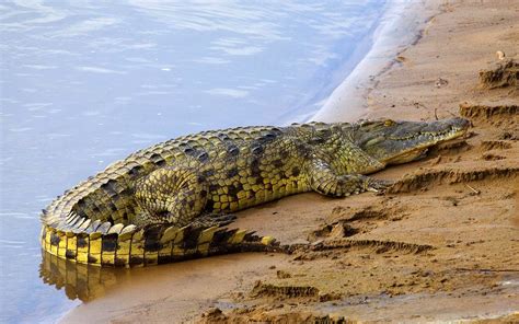 Crocodile in Nile River | Africa Facts