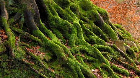 What Side of the Tree Does Moss Grow On? - Woodland Trust