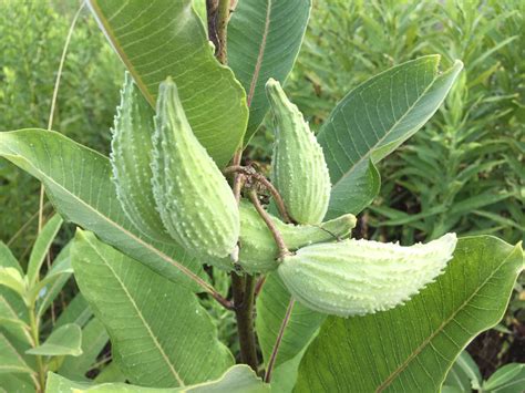 Seed pods of common milkweed forming, Asclepias syriaca July 7, 2017 | Plant leaves, Asclepias ...