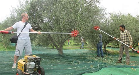 Agrotourism Day in Crete: The Olive Harvest and Olive Mill - Greek Liquid Gold: Authentic Extra ...