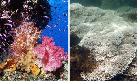 Great Barrier Reef before and after: Shocking pictures show extent of damage | World | News ...