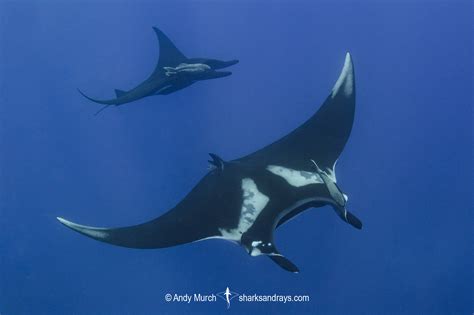 Oceanic Manta Ray 306 | Sharks and Rays