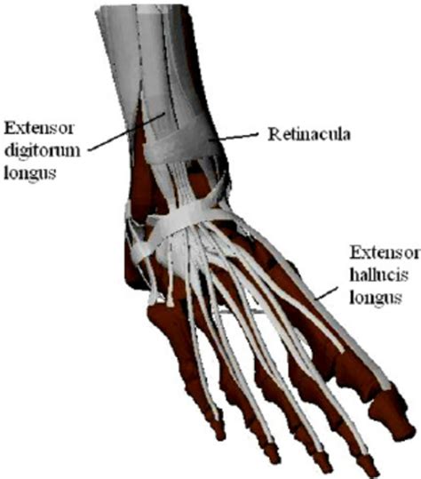 Flexor Hallucis Longus And Extensor Digitorum Longus Tendon Transfers | My XXX Hot Girl