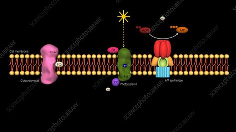 Anoxygenic photosynthesis in bacteria - Stock Video Clip - K004/3647 - Science Photo Library