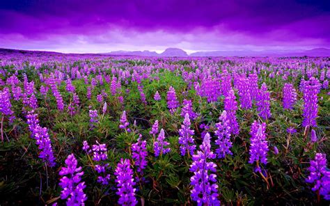 Field Lupine Flowers Wallpapers - Wallpaper Cave