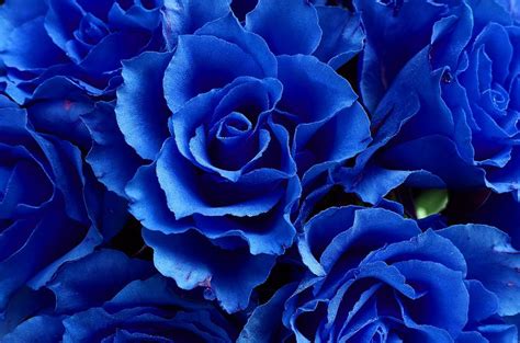 Blue Roses: Meaning and Pictures | Flower Glossary