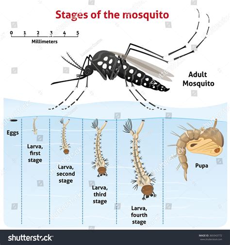 Nature Aedes Aegypti Mosquito Stilt Life Stock Vector (Royalty Free ...