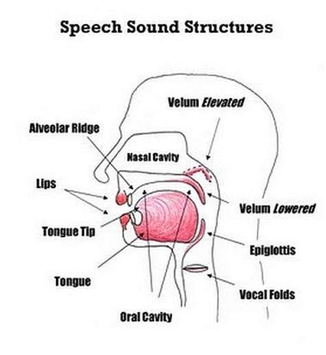 What’s “alveolar ridge “ just picture please | HiNative