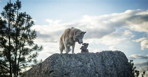 True Story of Togo the Sled Dog | World Dog Finder