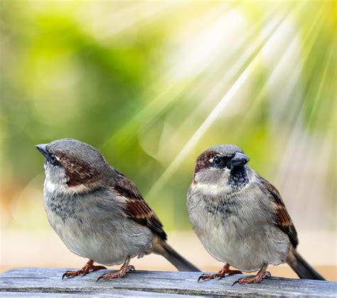 Birds In Morning Sunlight Free Stock Photo - Public Domain Pictures