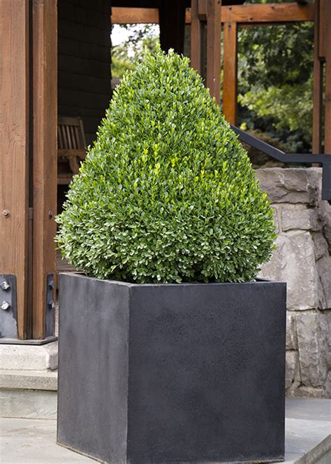 Boxwood Winter Care: How to avoid boxwood winter burn