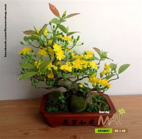 Bonsai mai 550BM7 | Hoa vải đẹp MAI