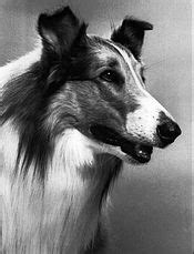 Lassie (1954 TV series) - Wikipedia