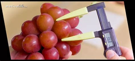 The 13 Most Expensive Fruits In The World [Updated: July 2023] - Motive Talk