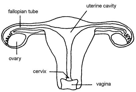 Images 10. Endocrine Systems - Basic Human Anatomy