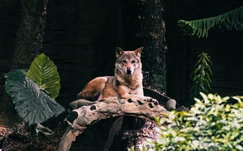 Is the Totem of Wolf talking to you? - Native American Totems