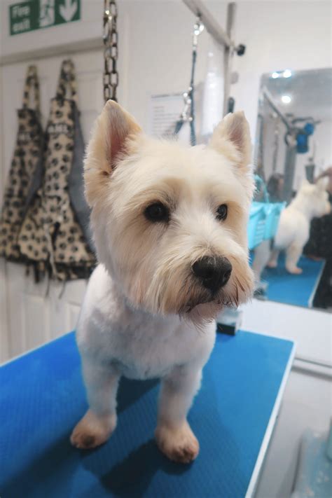 Westie Haircut | West Highland Terrier | Dog Grooming Highlands Terrier ...