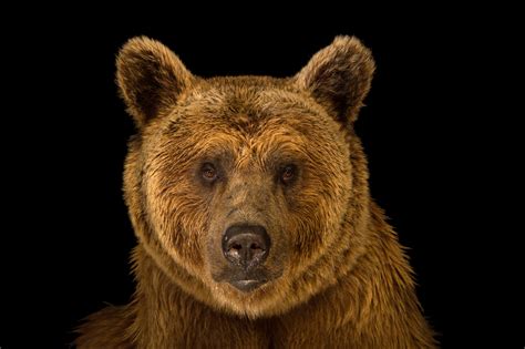 Syrian Brown Bear | RARE: Creatures of the Photo Ark | Official Site | PBS