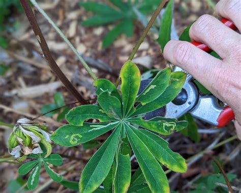 Pruning Lupine | Plant Addicts