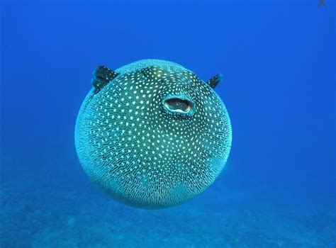 PUFFERFISH!! | Ocean creatures, Marine life, Beautiful fish