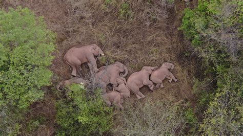 Asian elephants become global stars as their sleeping…