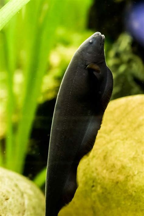 Black Ghost Knifefish: Care, Breeding & Electrolocation - Fishtank Expert