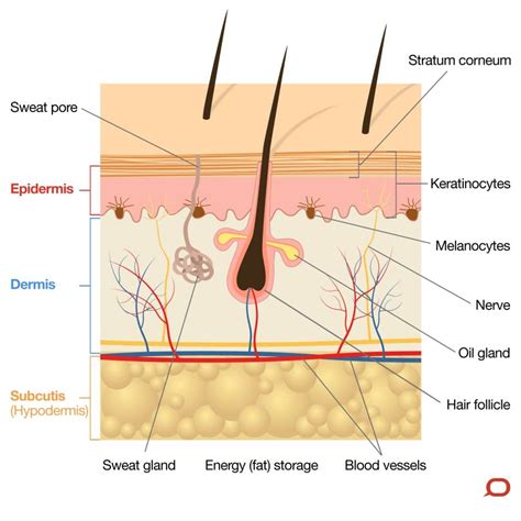 The skin is a very important (and our largest) organ: what does it do ...