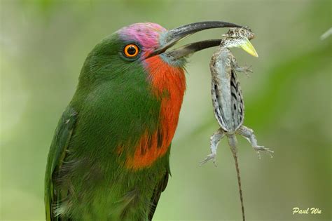 Southern Wings: Red-bearded Bee-eater, nesting , with Nikon D5100!